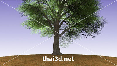 speedtree-a0001-0001.jpg