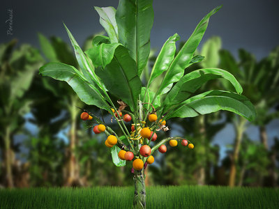 Super Banana tree.jpg