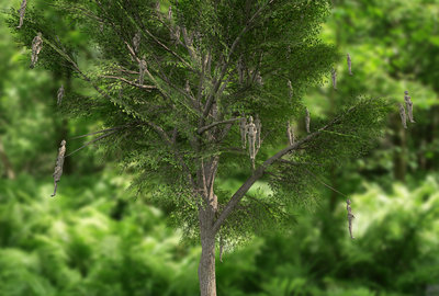 Tree_02.jpg